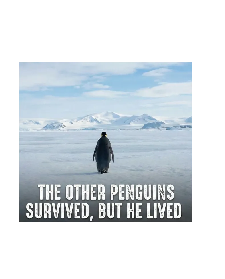 Kadın Oversize Tişört - Sırt Baskılı "Survivor Penguin" Temalı Felsefi Yazılı - Siyah